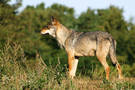 Der Wolf ist in der Heide wieder heimisch geworden. Foto: Malene Thyssen Der Wolf ist in der Heide wieder heimisch geworden. Foto: Malene Thyssen